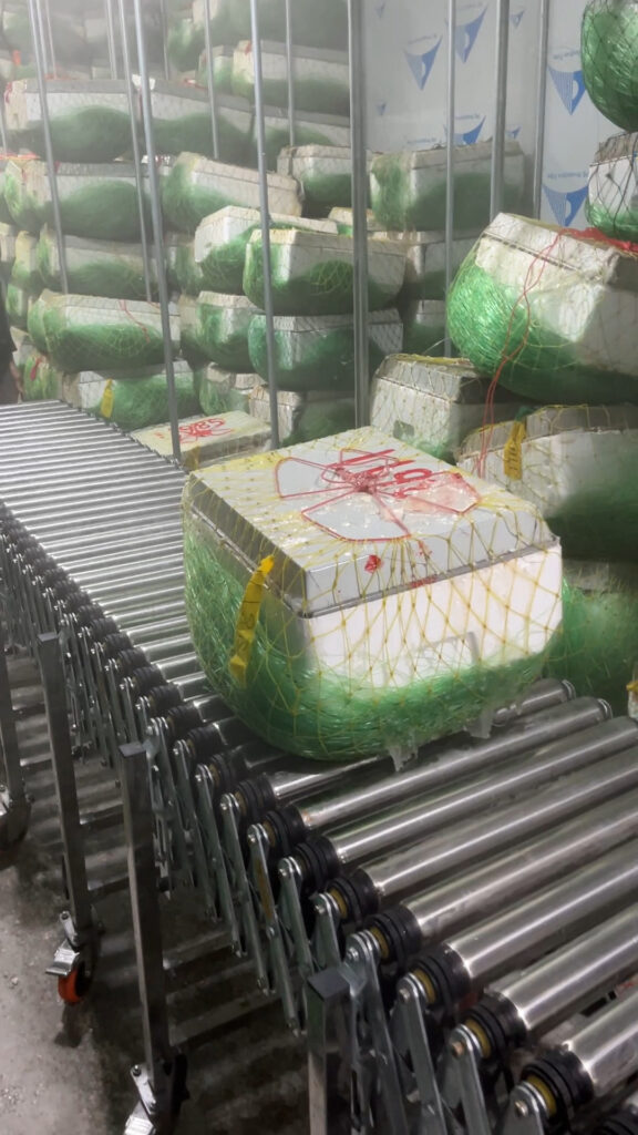 Frozen Goods in Plastic Crates Conveying Solution for Cold Storage with Powered Roller Conveyor