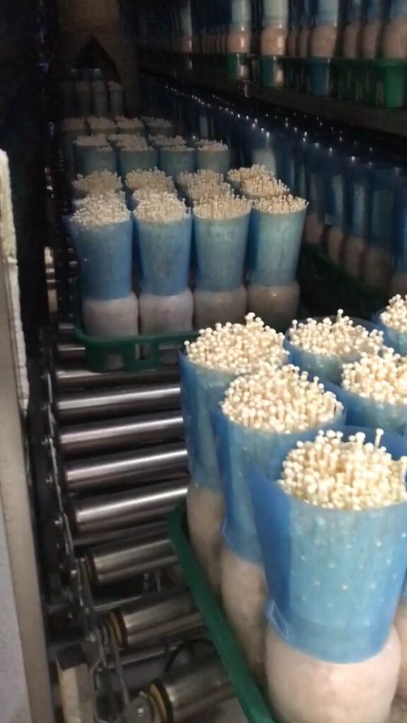 Enoki Mushrooms in Baskets Conveying Solution with Powered Roller Conveyor